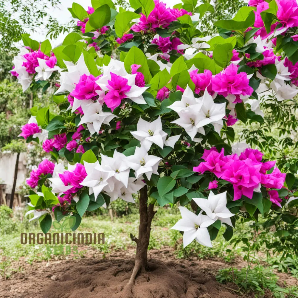 White Pink Bougainvillea Flower Seeds - Vibrant Blooms For Your Garden Premium Planting And