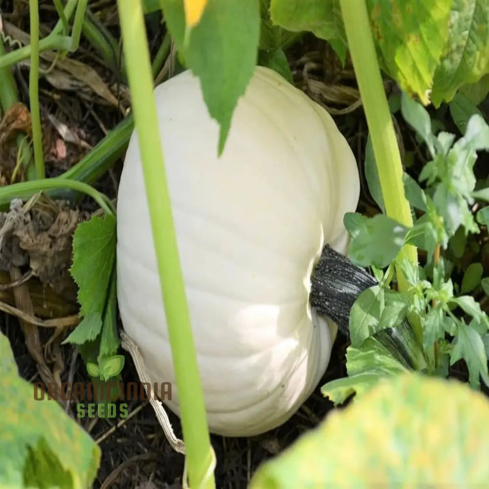 White Pumpkin Vegetable Seeds For Planting Premium Vegetables Grow Your Own Unique Harvest Squash