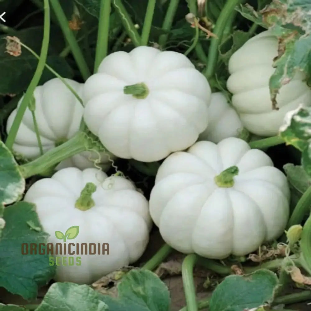 White Pumpkin Vegetable Seeds For Planting Premium Vegetables Grow Your Own Unique Harvest Squash