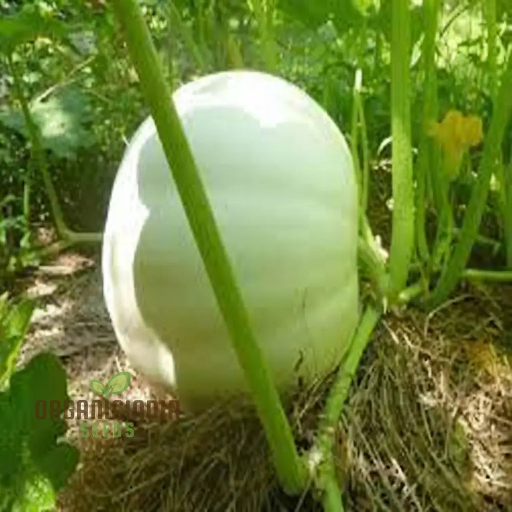 White Pumpkin Vegetable Seeds For Planting Premium Vegetables Grow Your Own Unique Harvest Squash