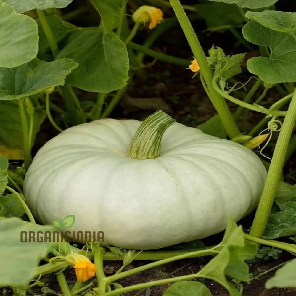 White Pumpkin Vegetable Seeds For Planting Premium Vegetables Grow Your Own Unique Harvest Squash