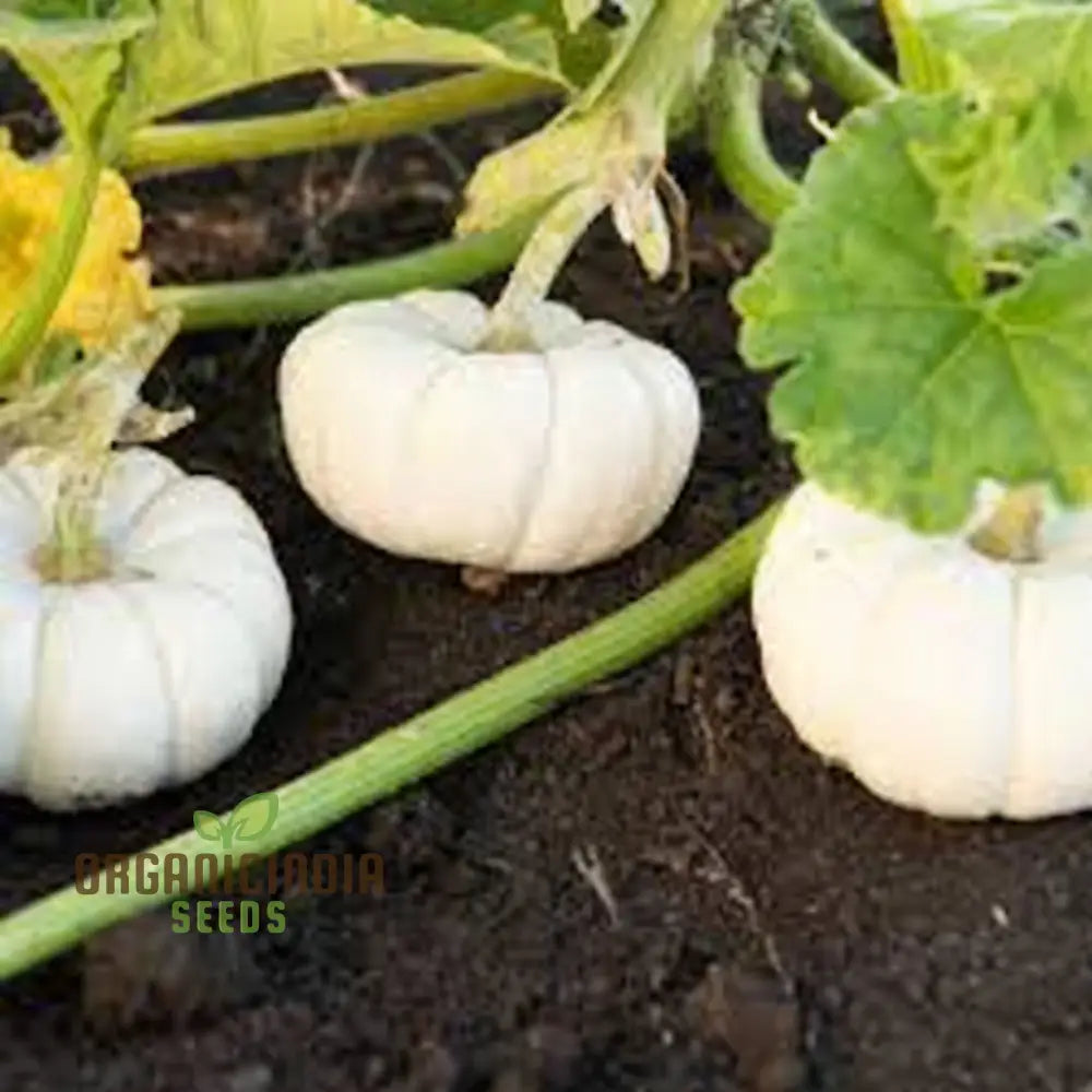 White Pumpkin Vegetable Seeds For Planting Premium Vegetables Grow Your Own Unique Harvest Squash