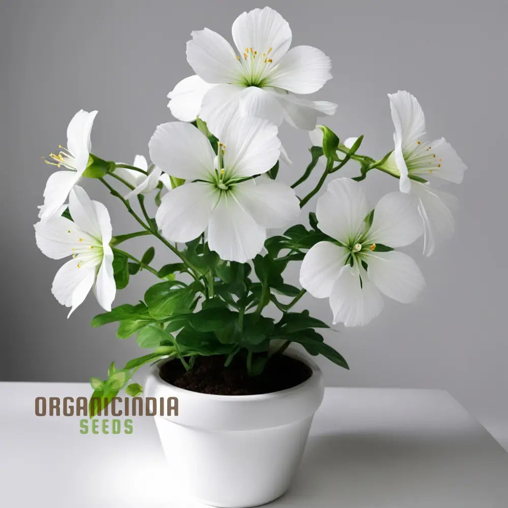 White Radiata Flower Seeds - Elegant Blooms For Serene Garden Beauty 100 Pcs Annuals