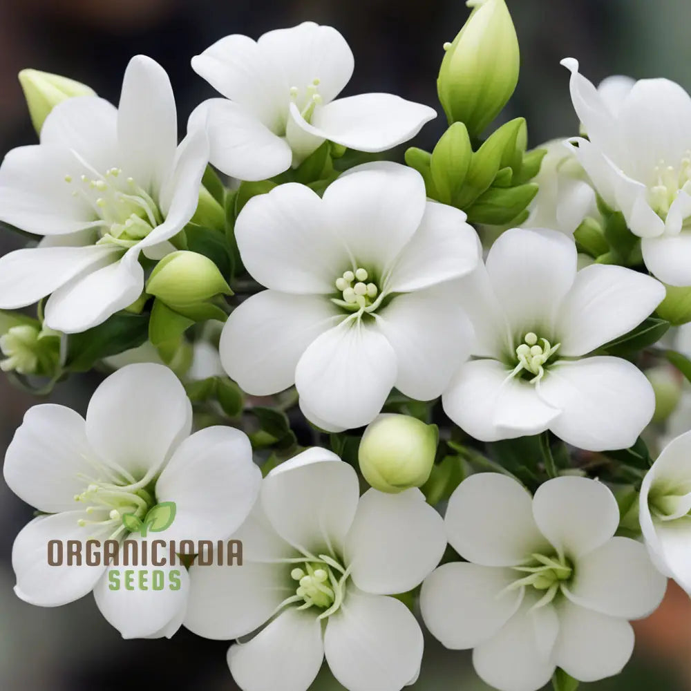 White Radiata Flower Seeds - Elegant Blooms For Serene Garden Beauty 1000 Pcs Annuals