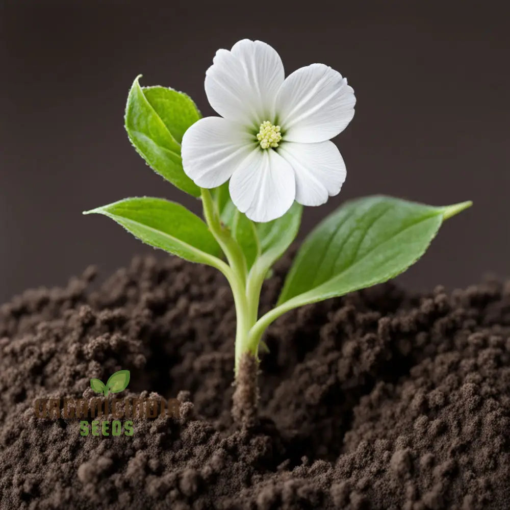 White Radiata Flower Seeds - Elegant Blooms For Serene Garden Beauty 500 Pcs Annuals