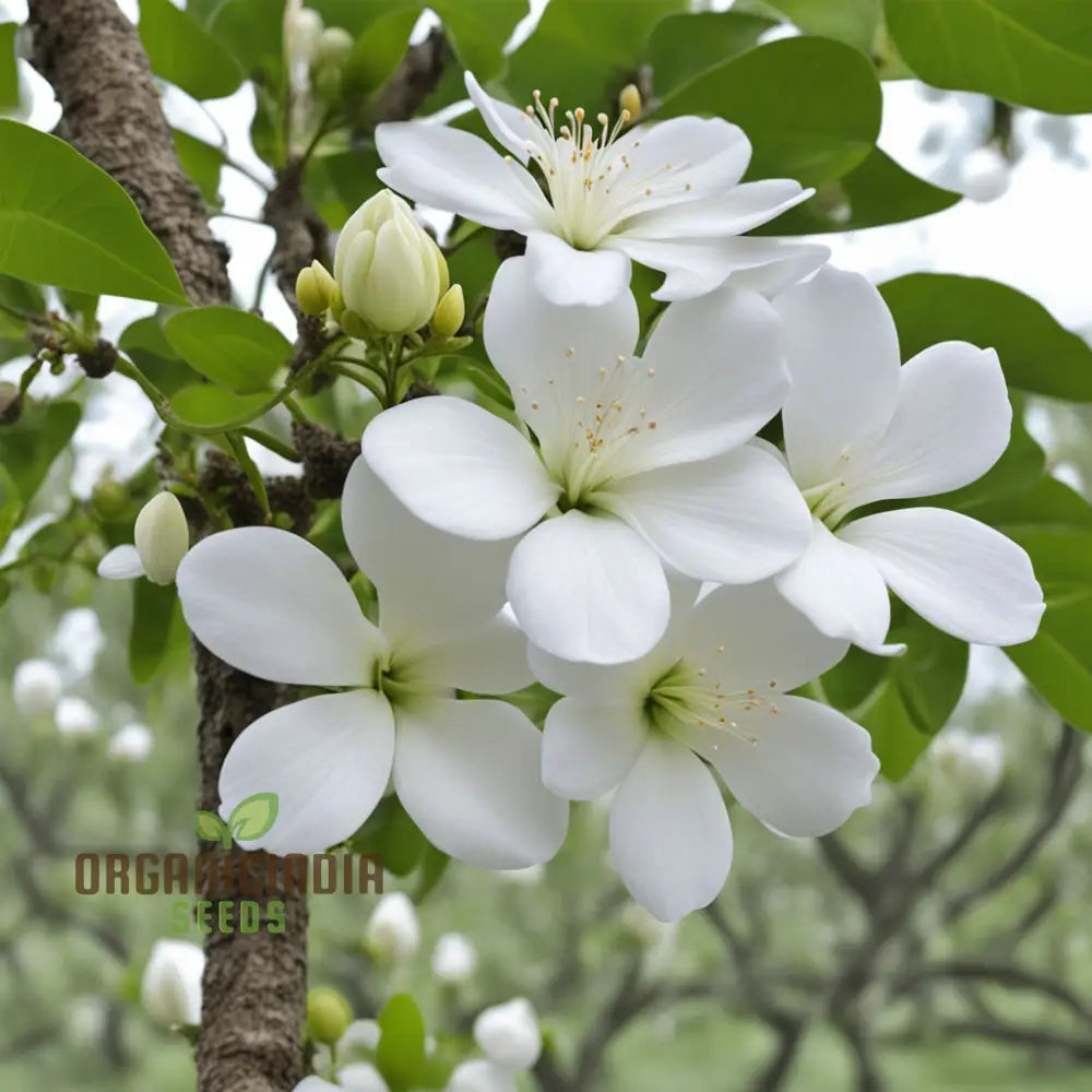 White Radiata Flower Seeds - Elegant Blooms For Serene Garden Beauty Annuals