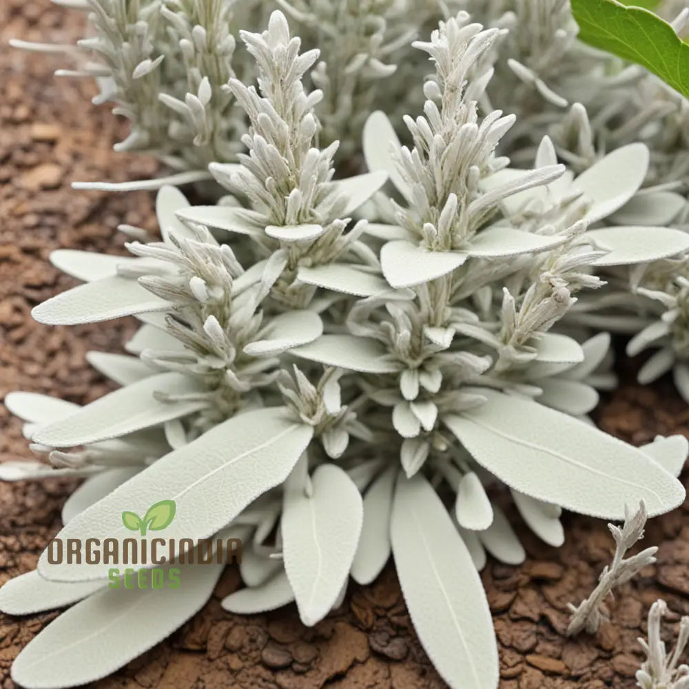 White Sage Organic Herbs Salvia Apian Rare Perennial (100 Seeds)