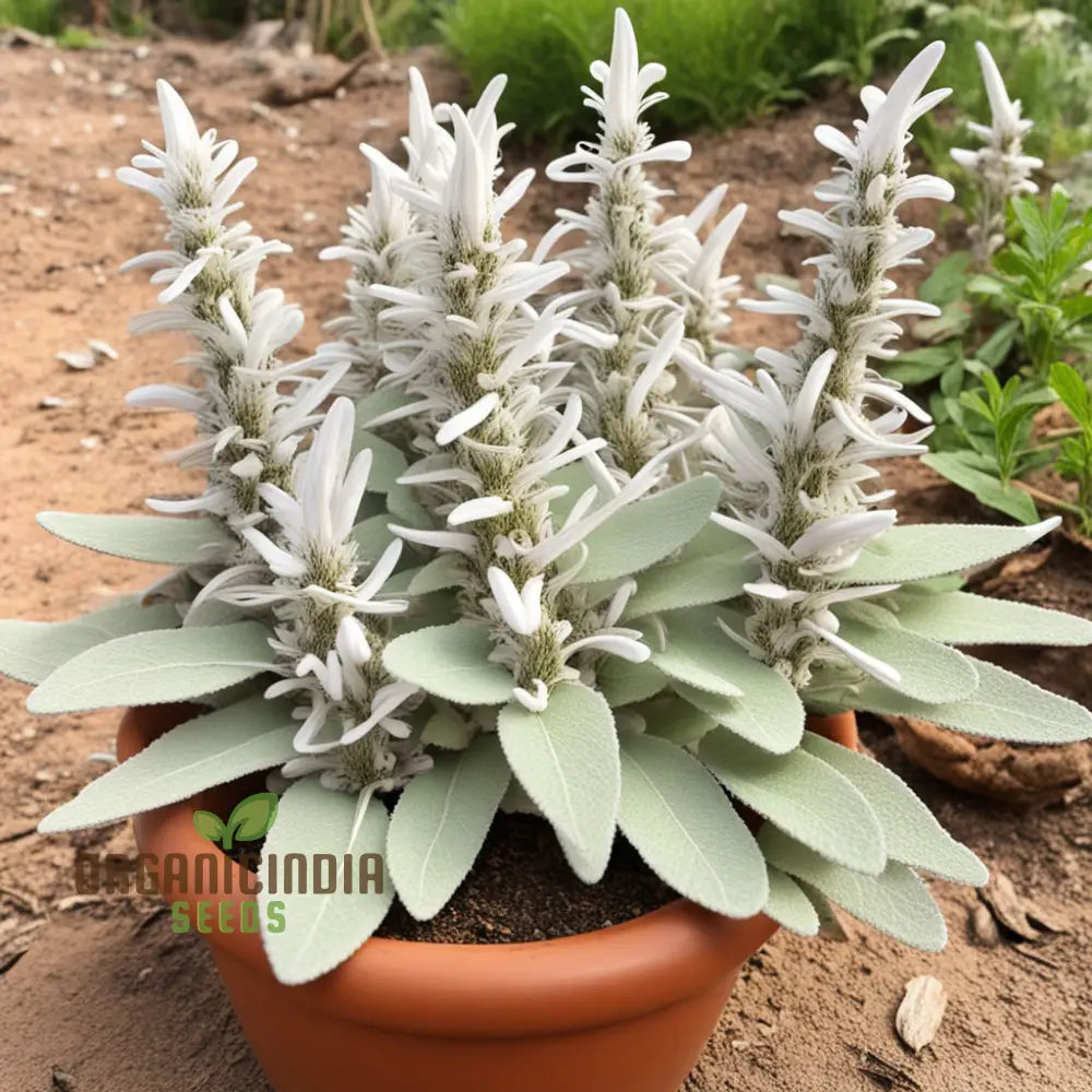 White Sage Organic Herbs Salvia Apian Rare Perennial (100 Seeds)