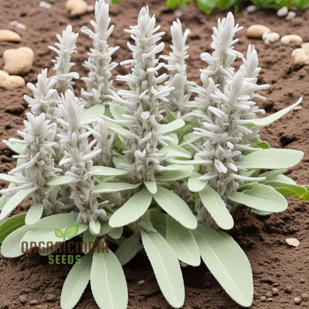 White Sage Organic Herbs Salvia Apian Rare Perennial (100 Seeds)