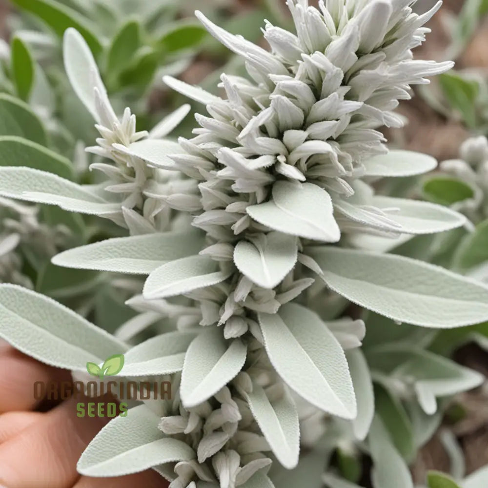 White Sage Organic Herbs Salvia Apian Rare Perennial (100 Seeds)