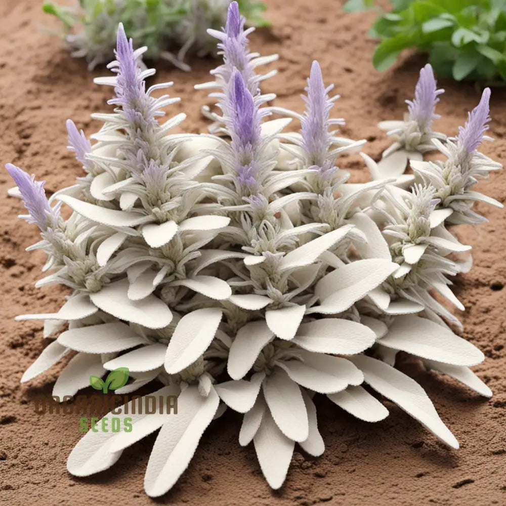 White Sage Organic Herbs Salvia Apian Rare Perennial (100 Seeds)