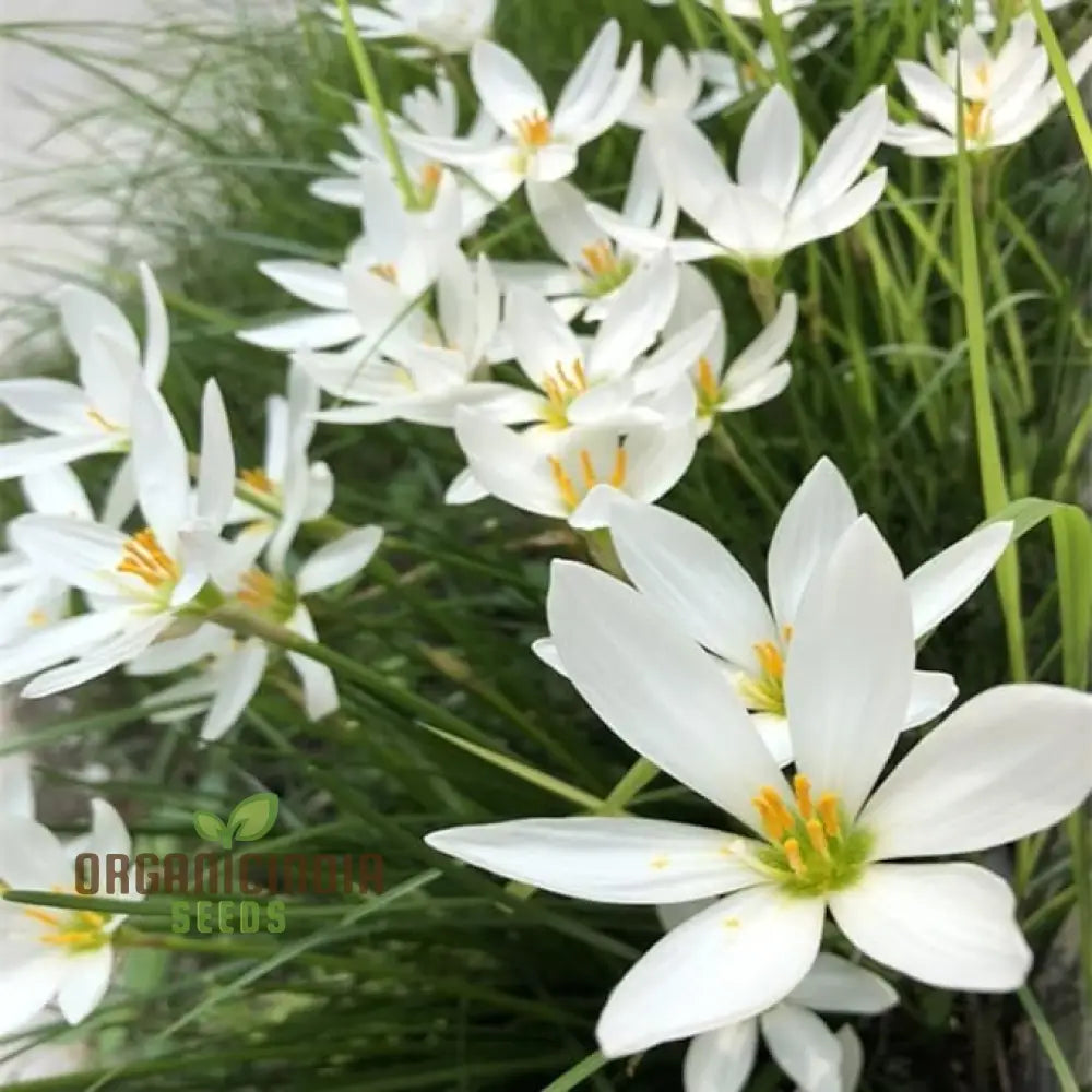 White Snowdrops Flower Seeds For Planting Now Spring Flowering Bulbs Double Single Collection