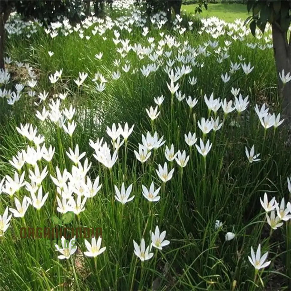 White Snowdrops Flower Seeds For Planting Now Spring Flowering Bulbs Double Single Collection