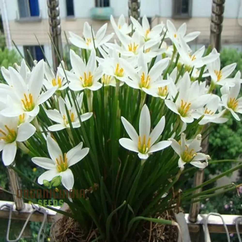 White Snowdrops Flower Seeds For Planting Now Spring Flowering Bulbs Double Single Collection