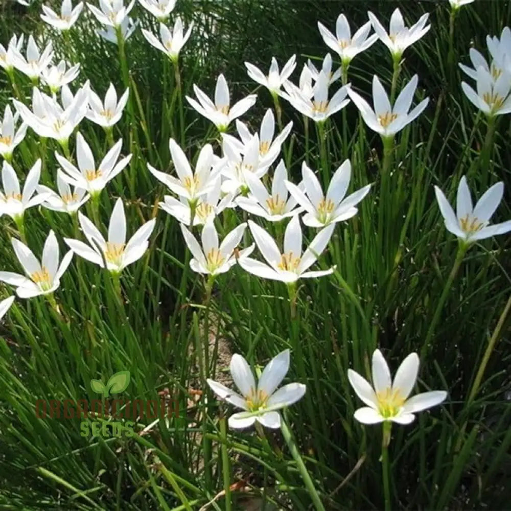 White Snowdrops Flower Seeds For Planting Now Spring Flowering Bulbs Double Single Collection