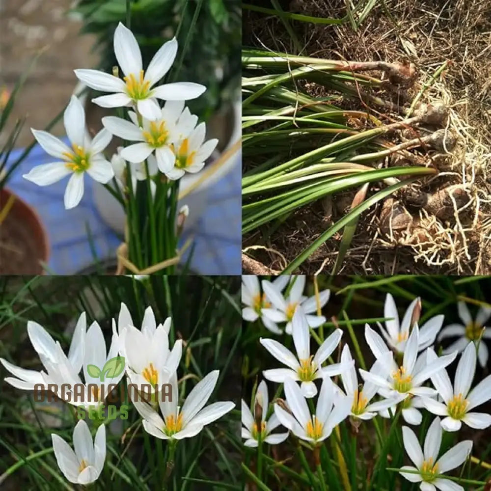 White Snowdrops Flower Seeds For Planting Now Spring Flowering Bulbs Double Single Collection