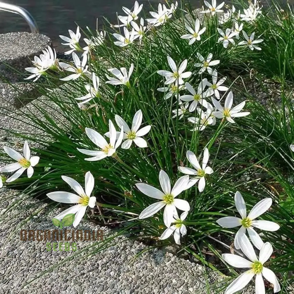 White Snowdrops Flower Seeds For Planting Now Spring Flowering Bulbs Double Single Collection