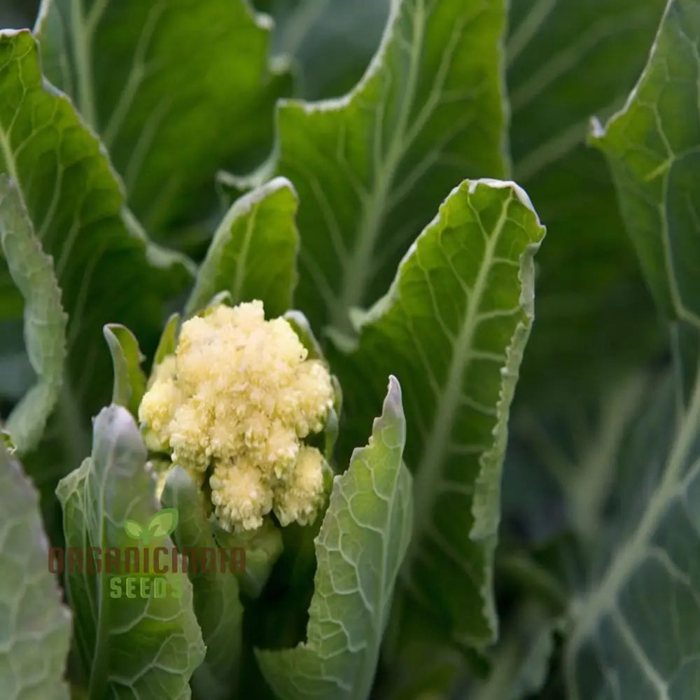 White Sprouting Broccoli From Seeds Comprehensive Planting And Gardening Guide For Cultivating