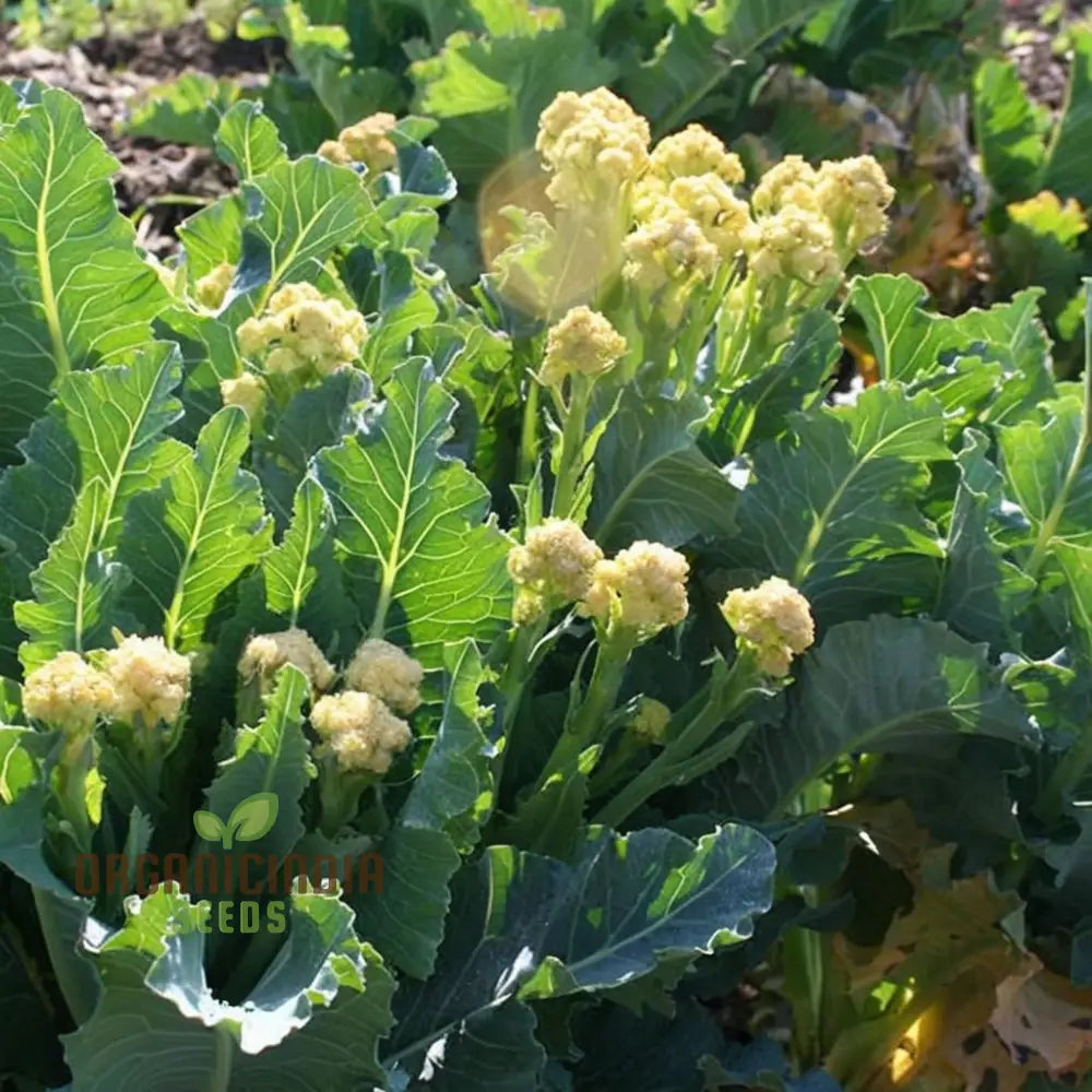 White Sprouting Broccoli From Seeds Comprehensive Planting And Gardening Guide For Cultivating