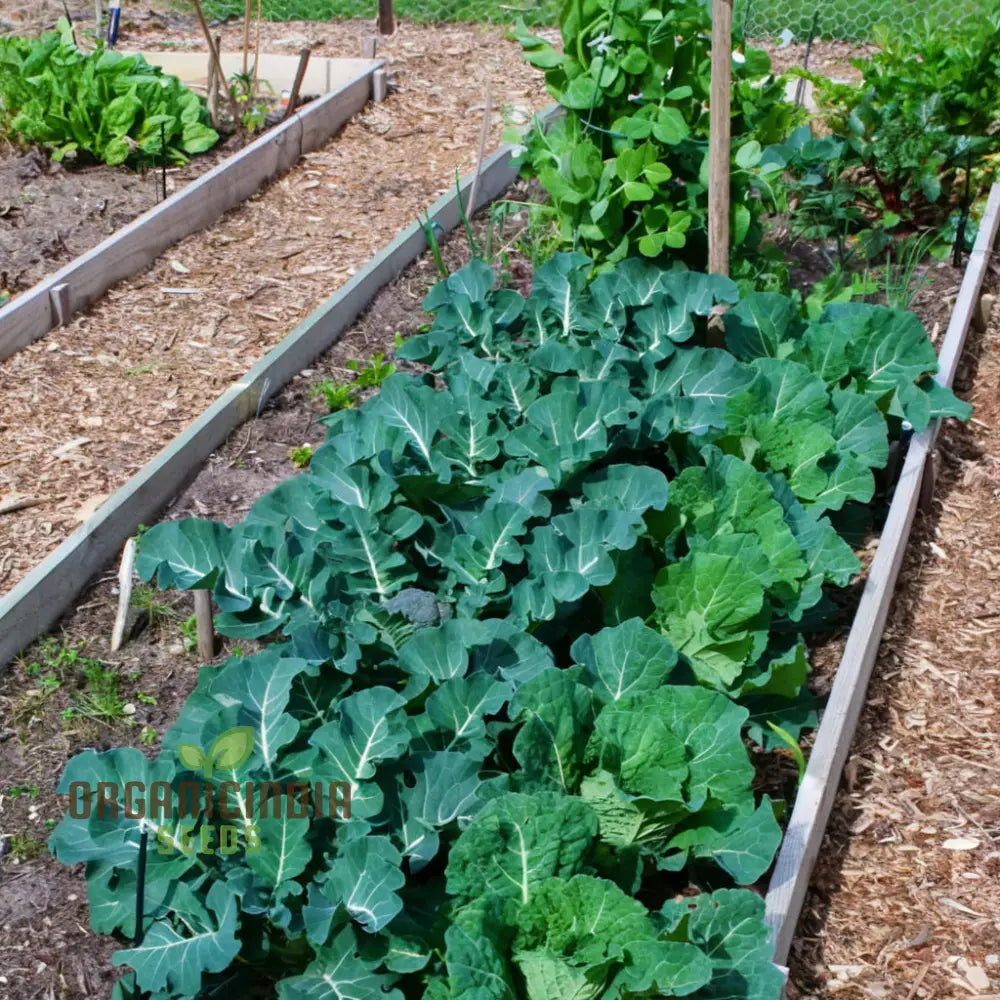 White Sprouting Broccoli From Seeds Comprehensive Planting And Gardening Guide For Cultivating