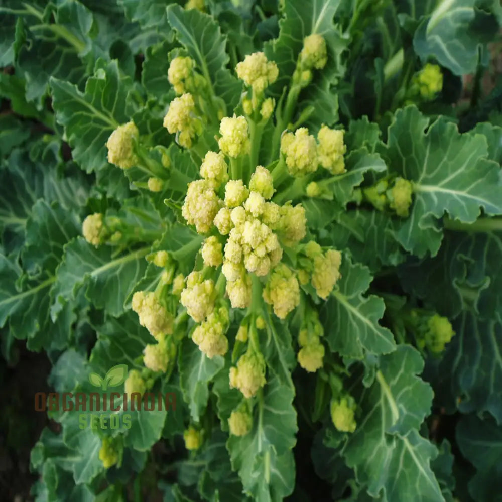 White Sprouting Broccoli From Seeds Comprehensive Planting And Gardening Guide For Cultivating