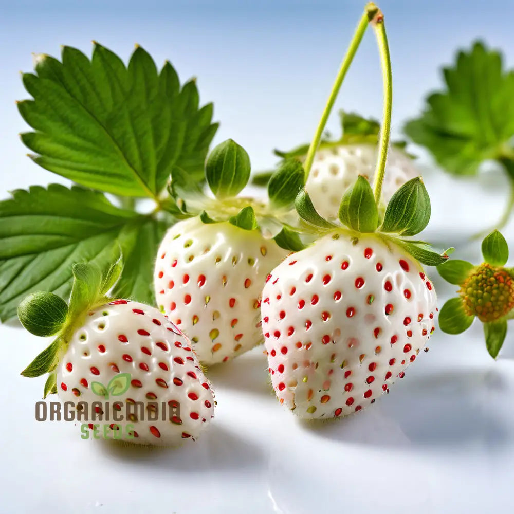 White Strawberry Seeds For Planting Enhance Your Garden With Snow Fruit