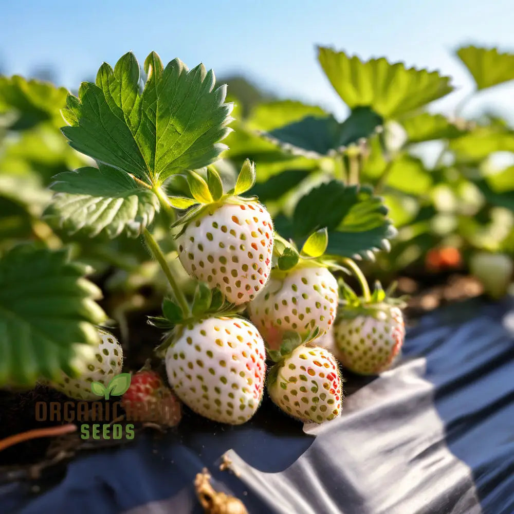 White Strawberry Seeds For Planting Enhance Your Garden With Snow Fruit