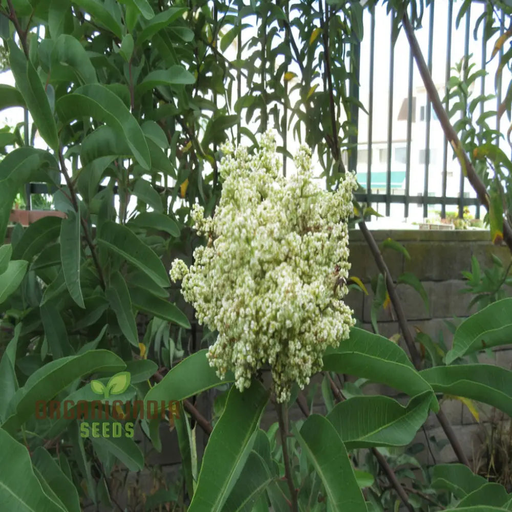 White Sumac Beauty Assorted Flower Seeds For Your Garden Oasis Perennials