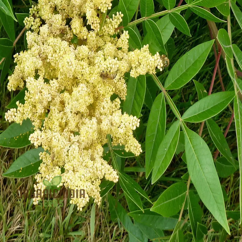 White Sumac Beauty Assorted Flower Seeds For Your Garden Oasis Perennials