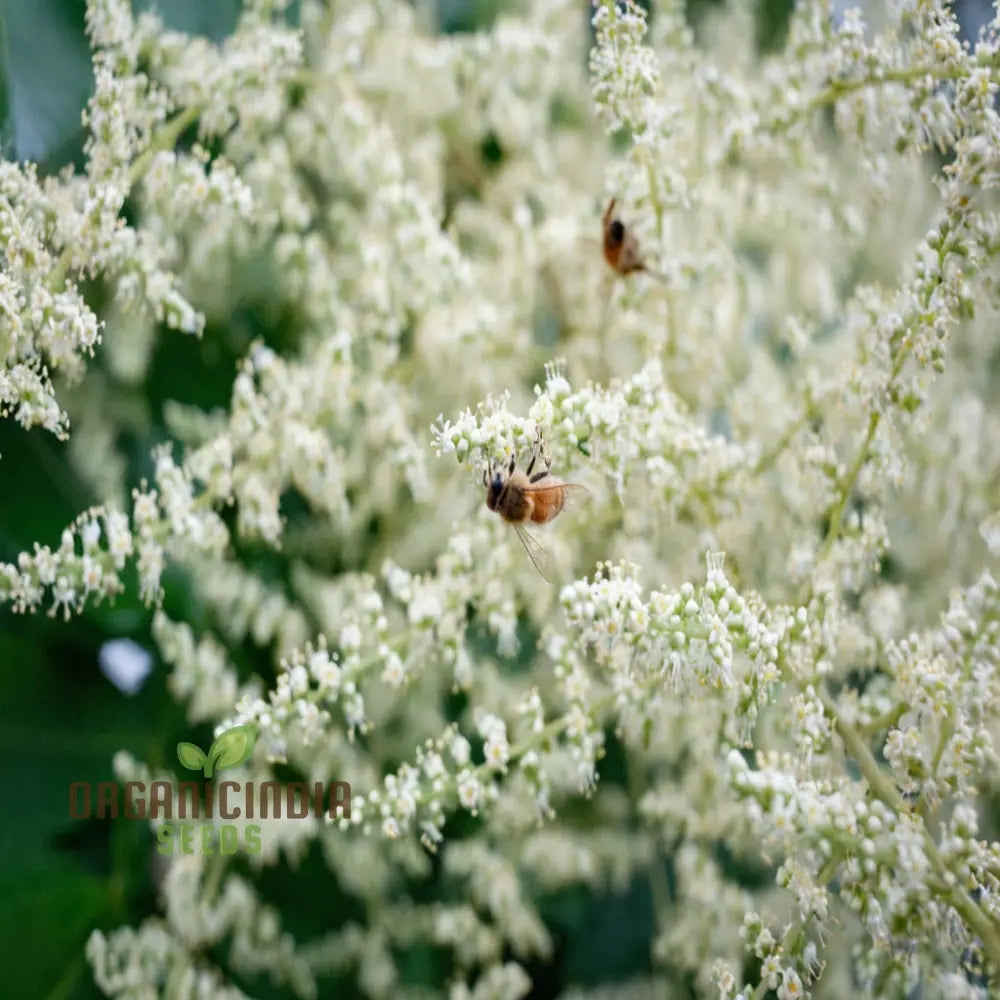 White Sumac Beauty Assorted Flower Seeds For Your Garden Oasis Perennials