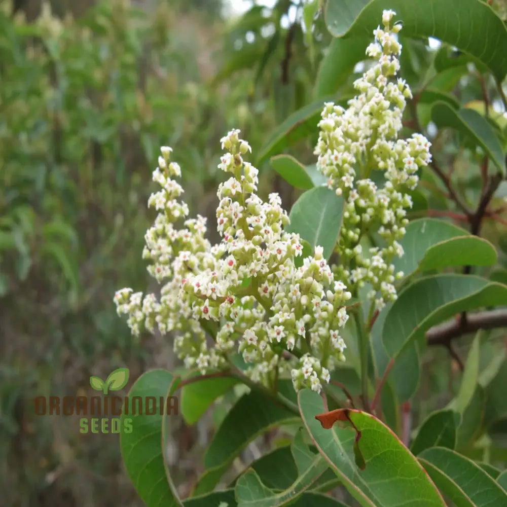 White Sumac Beauty Assorted Flower Seeds For Your Garden Oasis Perennials