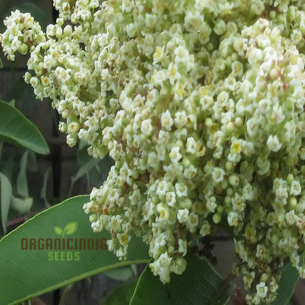 White Sumac Beauty Assorted Flower Seeds For Your Garden Oasis Perennials