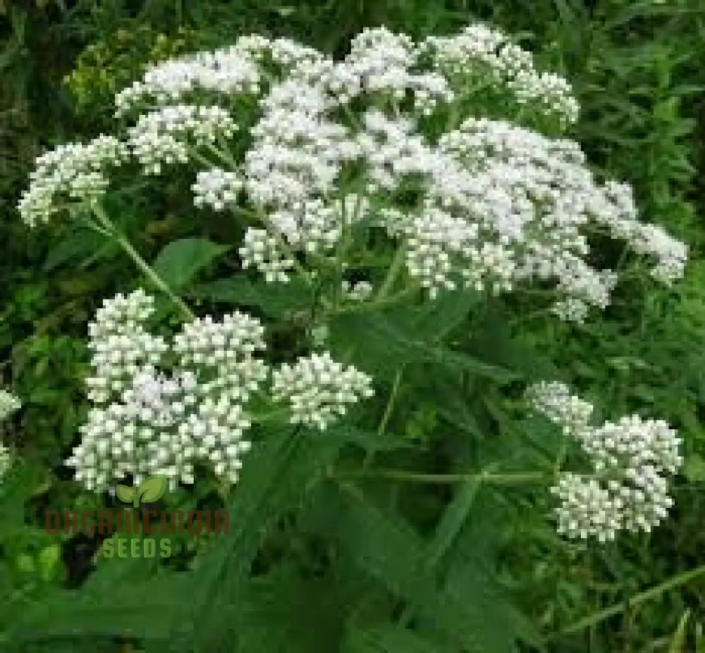 White Thoroughwort Plant Seeds Boneset Perfoliate Flower 50Pcs Eupatorium