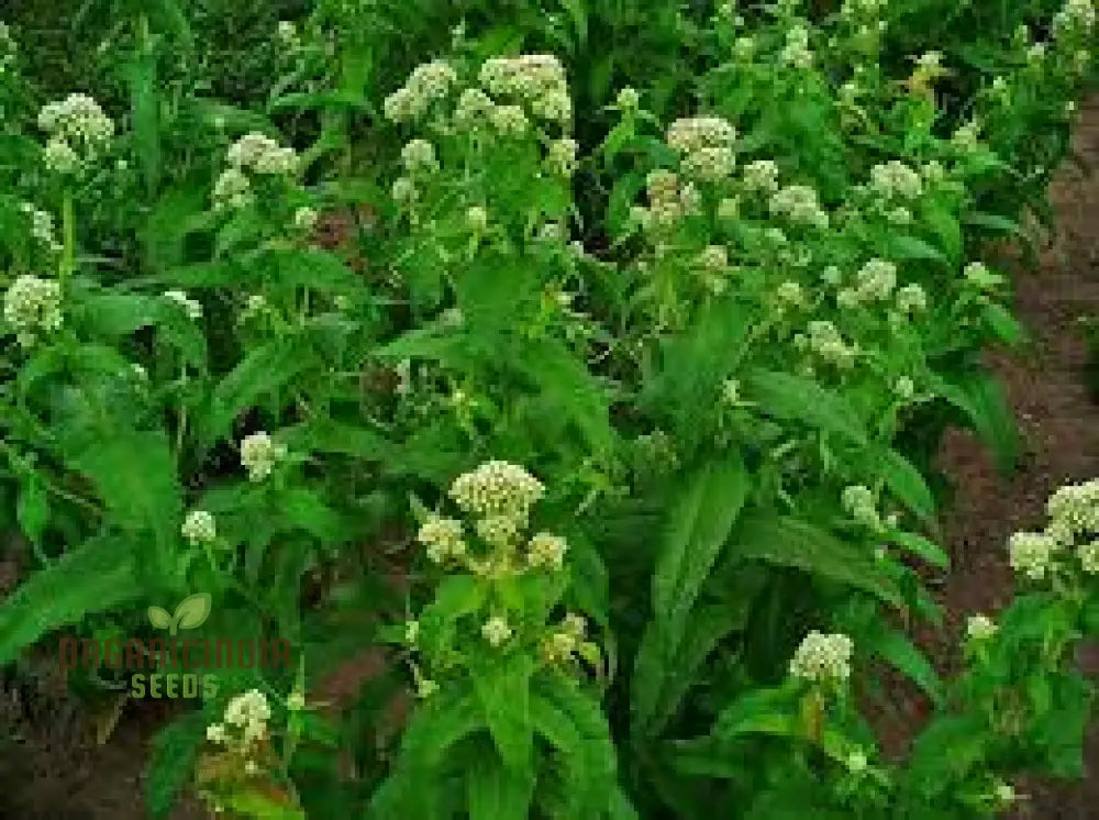 White Thoroughwort Plant Seeds Boneset Perfoliate Flower 50Pcs Eupatorium