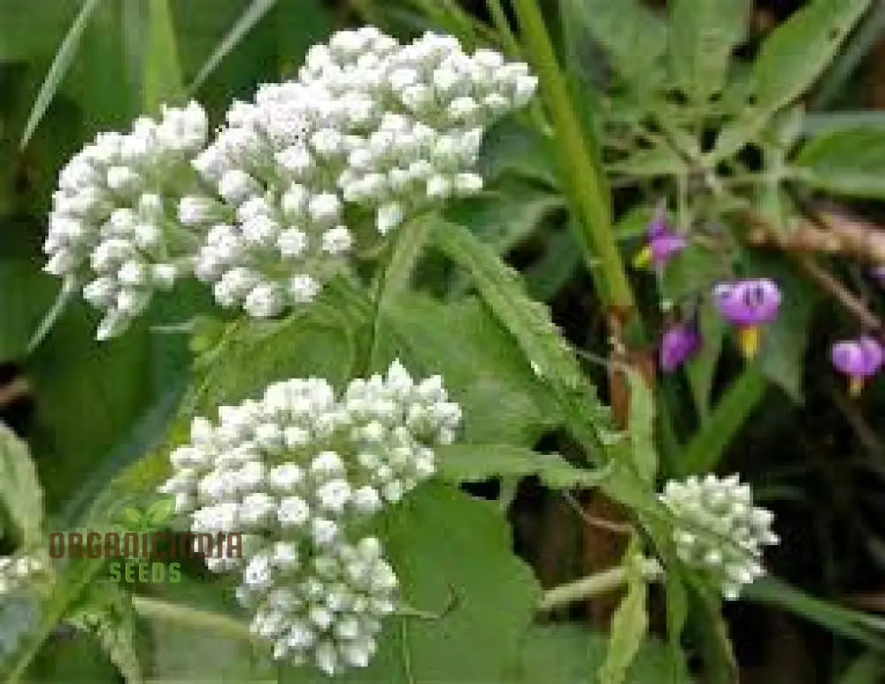 White Thoroughwort Plant Seeds Boneset Perfoliate Flower 50Pcs Eupatorium