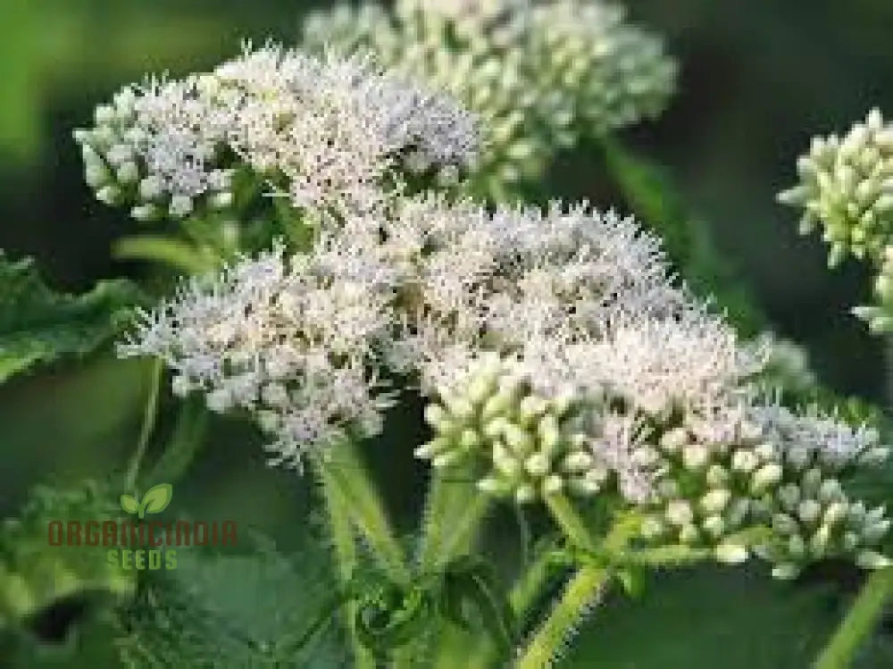 White Thoroughwort Plant Seeds Boneset Perfoliate Flower 50Pcs Eupatorium