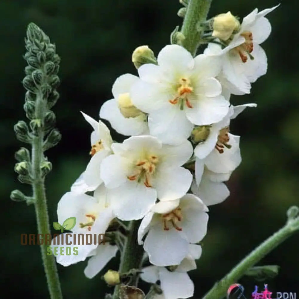 White Verbascum Bride Flower Seeds: Elevate Your Garden With Elegant Blooms For A Stunning Floral