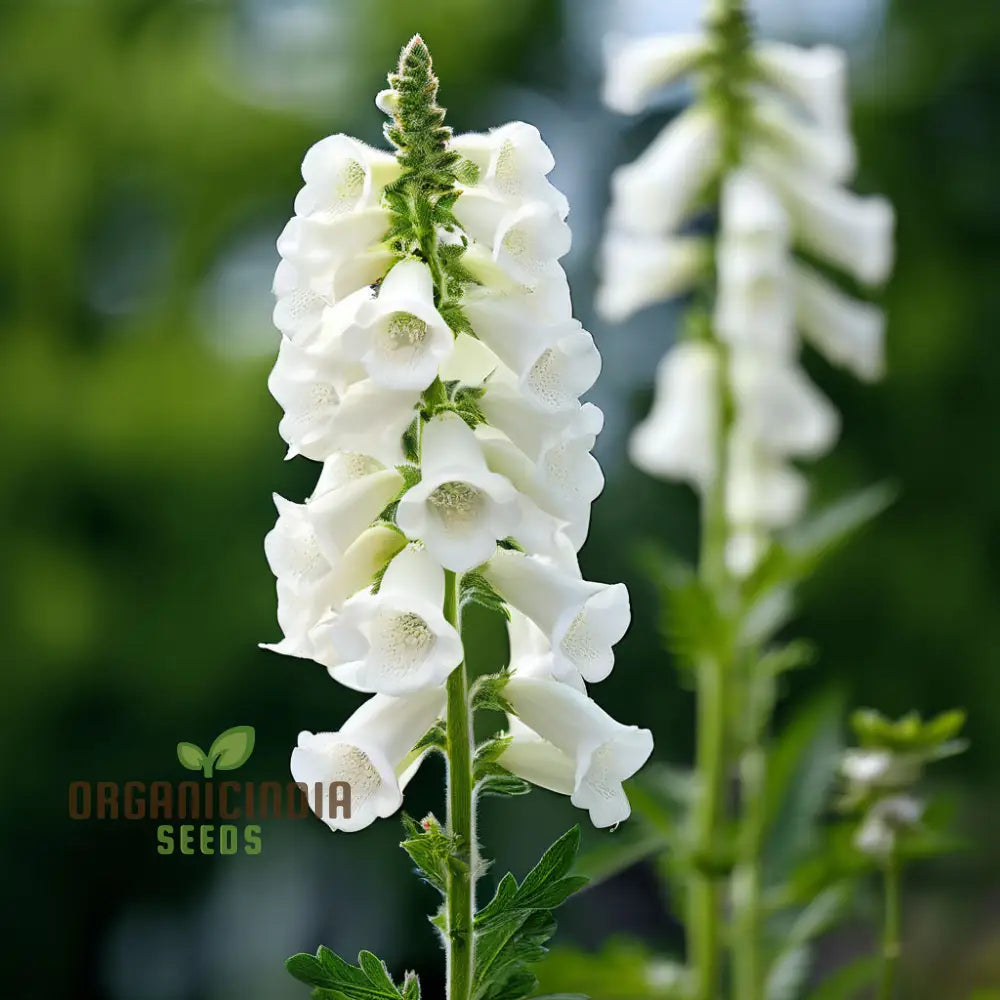 White Verbascum Bride Flower Seeds: Elevate Your Garden With Elegant Blooms For A Stunning Floral