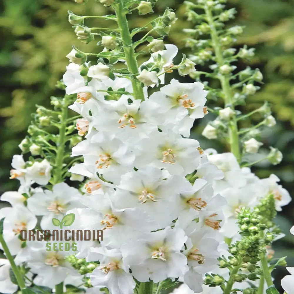 White Verbascum Bride Flower Seeds: Elevate Your Garden With Elegant Blooms For A Stunning Floral