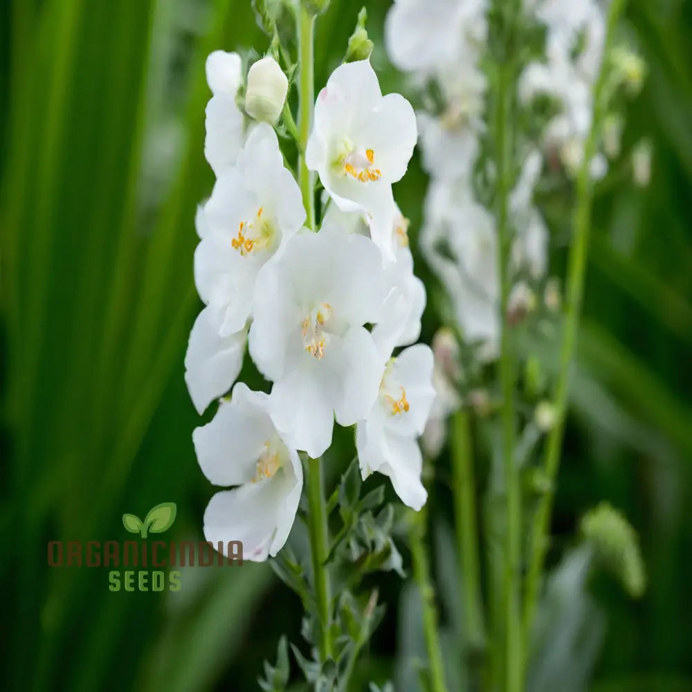 White Verbascum Bride Flower Seeds: Elevate Your Garden With Elegant Blooms For A Stunning Floral