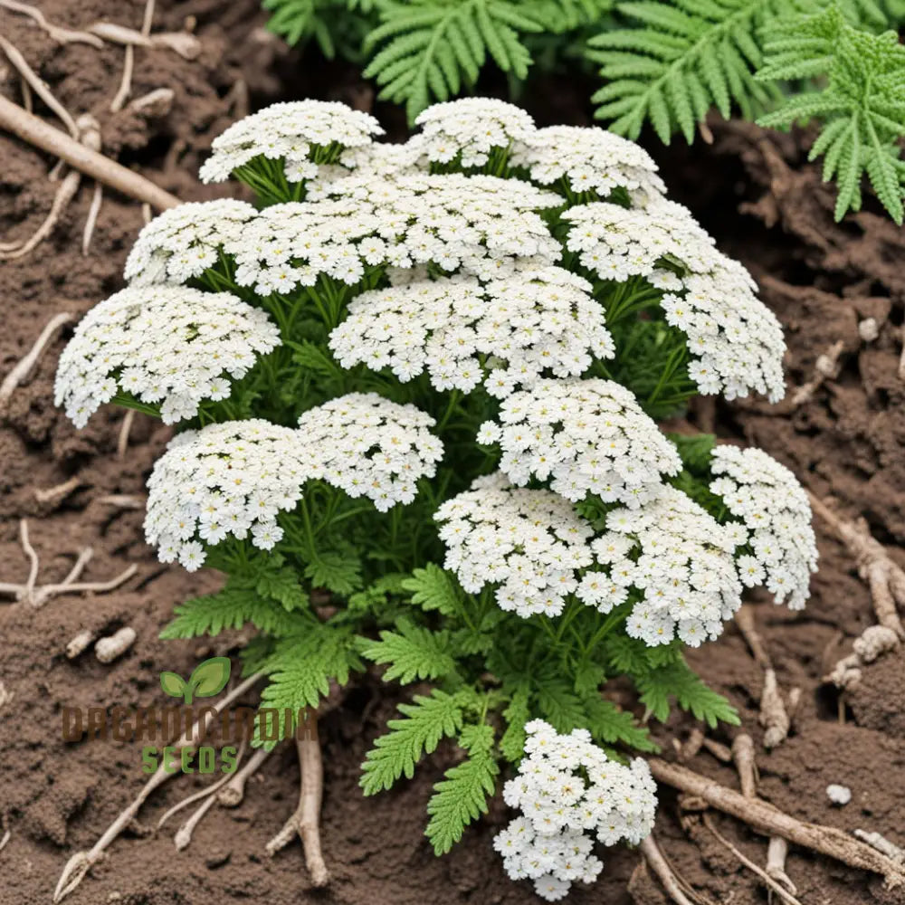 White Yarrow Flower Seeds Pure Blossoms For Your Garden Easy-To-Growing Perennials