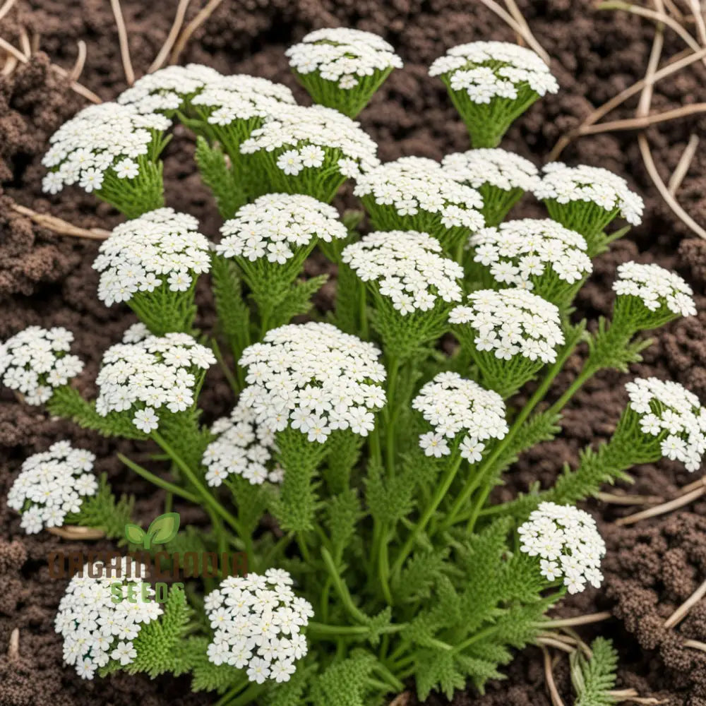 White Yarrow Flower Seeds Pure Blossoms For Your Garden Easy-To-Growing Perennials