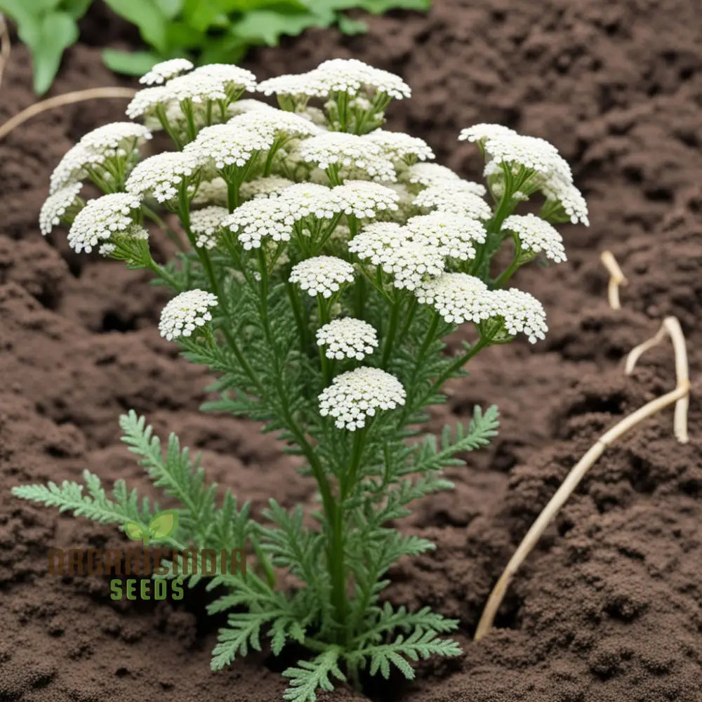 White Yarrow Flower Seeds Pure Blossoms For Your Garden Easy-To-Growing Perennials