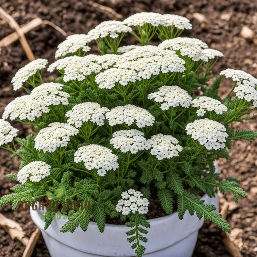 White Yarrow Flower Seeds Pure Blossoms For Your Garden Easy-To-Growing Perennials