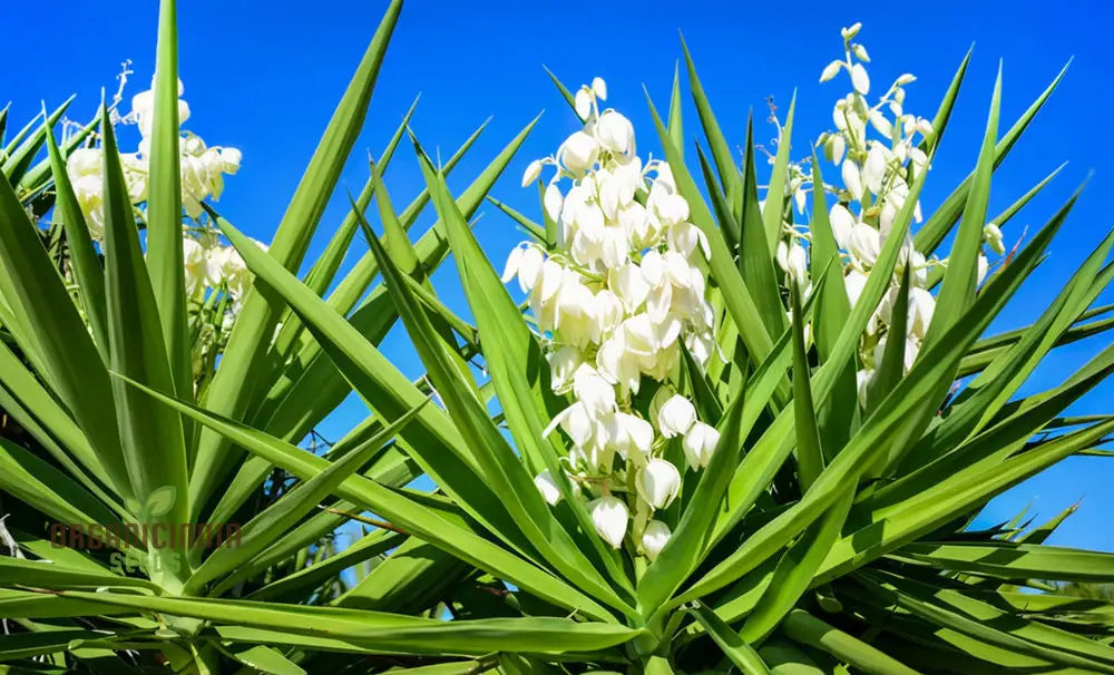 White Yucca Filamentous Seeds Drought-Tolerant Flower For Planting - Transform Your Garden With