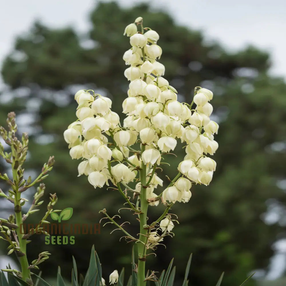 White Yucca Filamentous Seeds Drought-Tolerant Flower For Planting - Transform Your Garden With