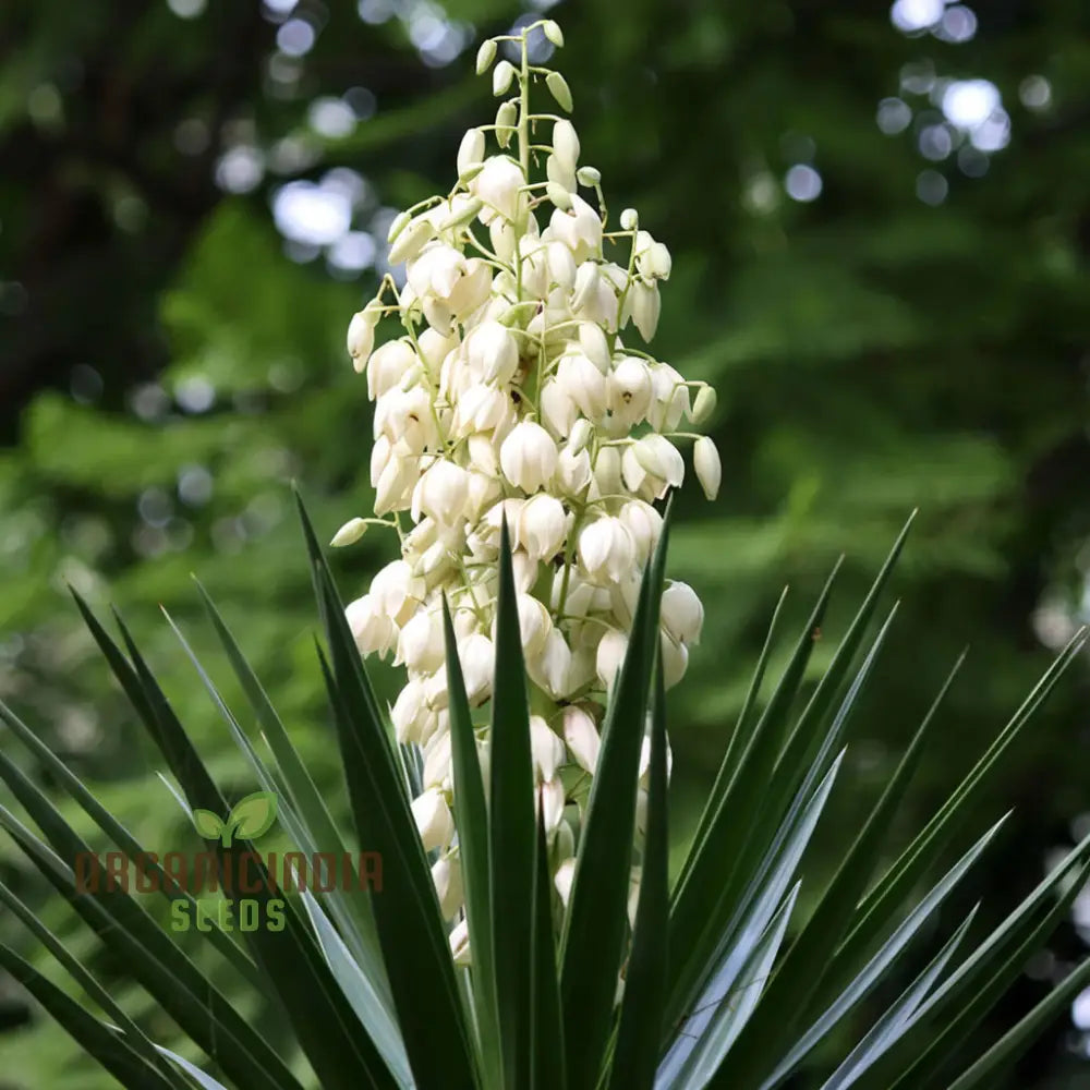 White Yucca Filamentous Seeds Drought-Tolerant Flower For Planting - Transform Your Garden With