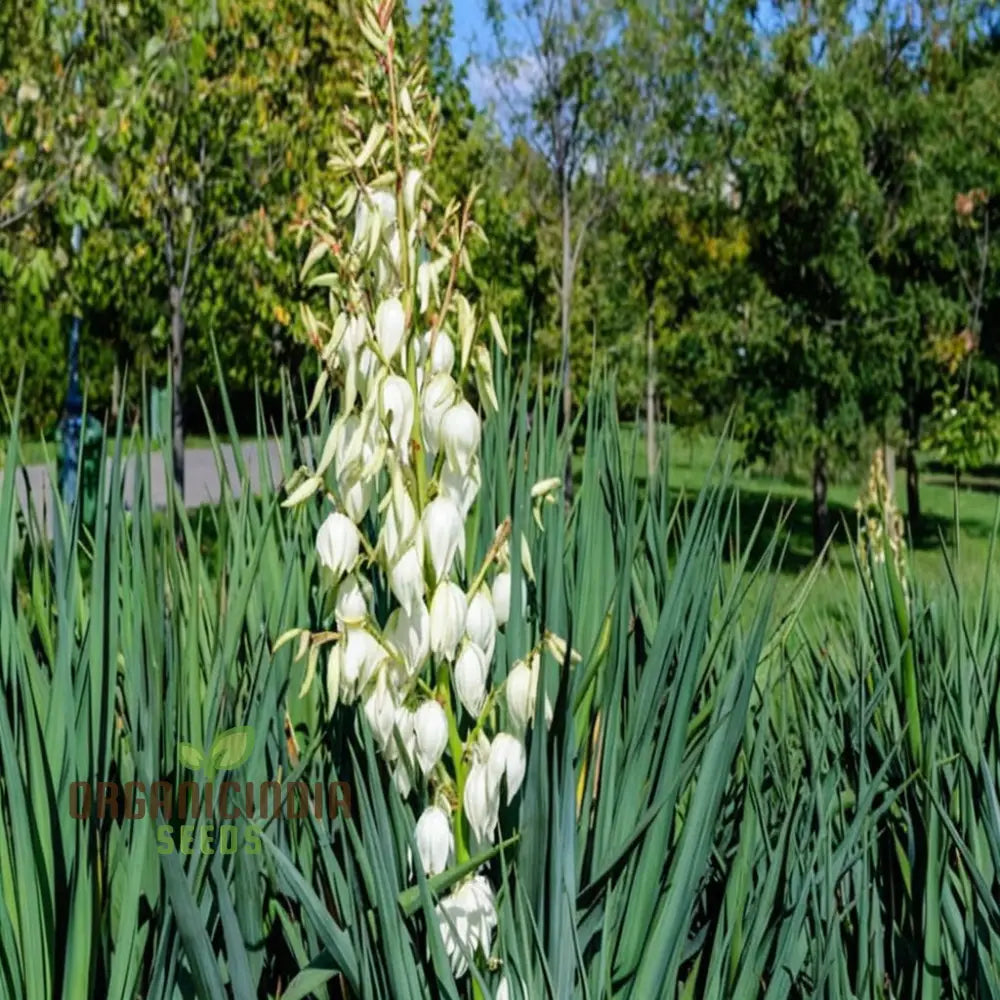 White Yucca Filamentous Seeds Drought-Tolerant Flower For Planting - Transform Your Garden With