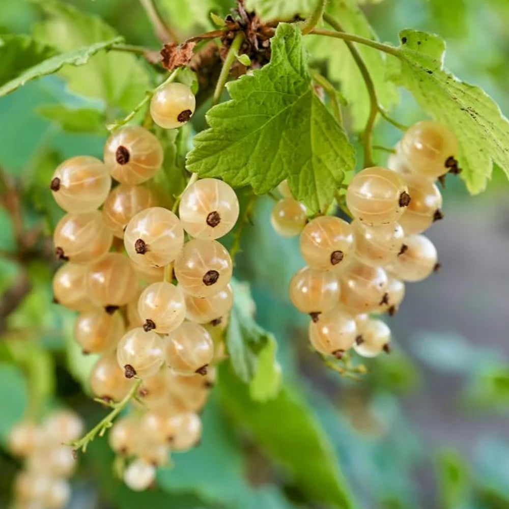 Weiße Johannisbeere (Ribes Rubrum Alba) Samen für den Garten - Premium-Qualität, biologisch und ideal für den Hausgarten