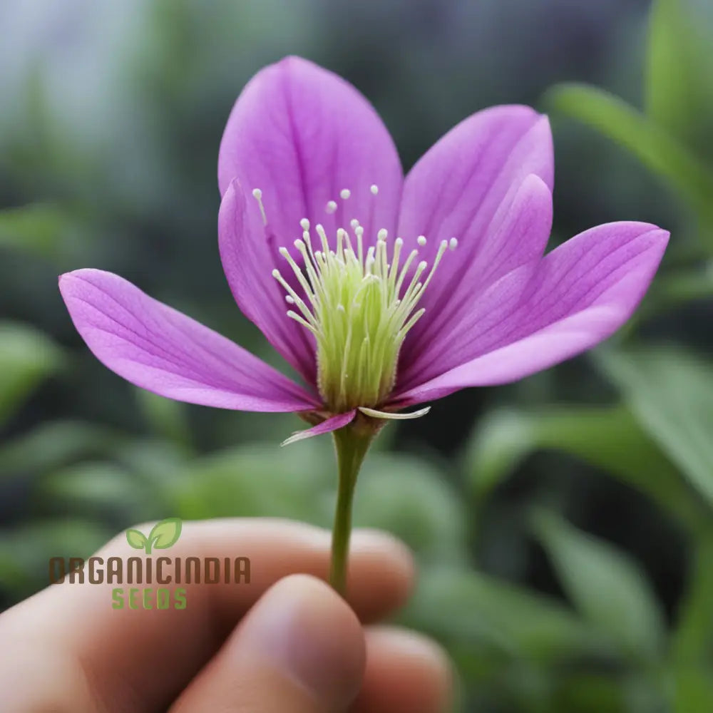 Wilcoxon Poselgeri Flower Seeds Discover Unique Beauty: - Vibrant Varieties Await Perennials